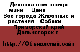 Девочка пом шпица мини  › Цена ­ 30 000 - Все города Животные и растения » Собаки   . Приморский край,Дальнегорск г.